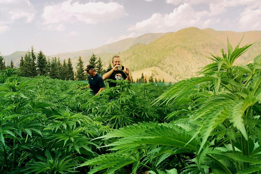 marijuana farm tour