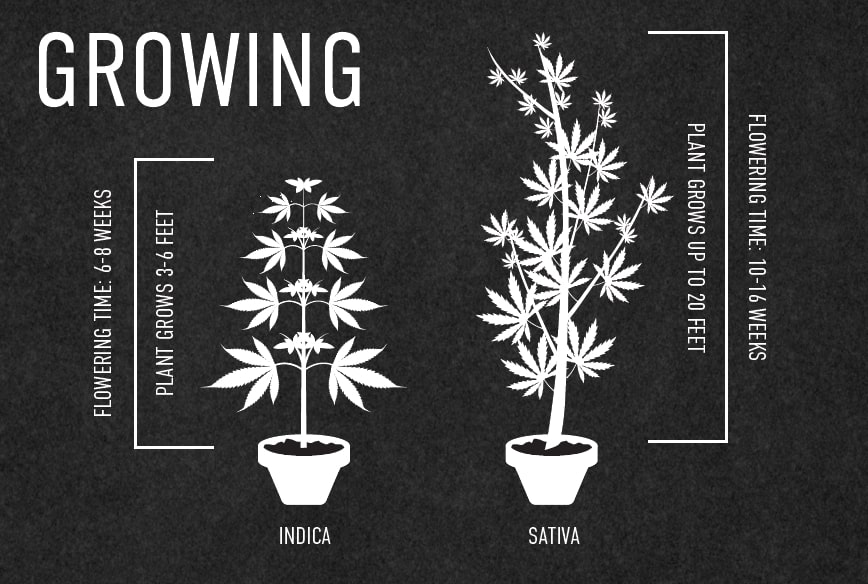 indica-vs-sativa-growth-cycle