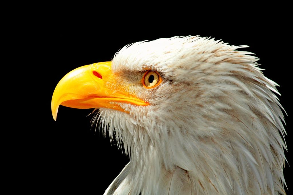 bald eagle 