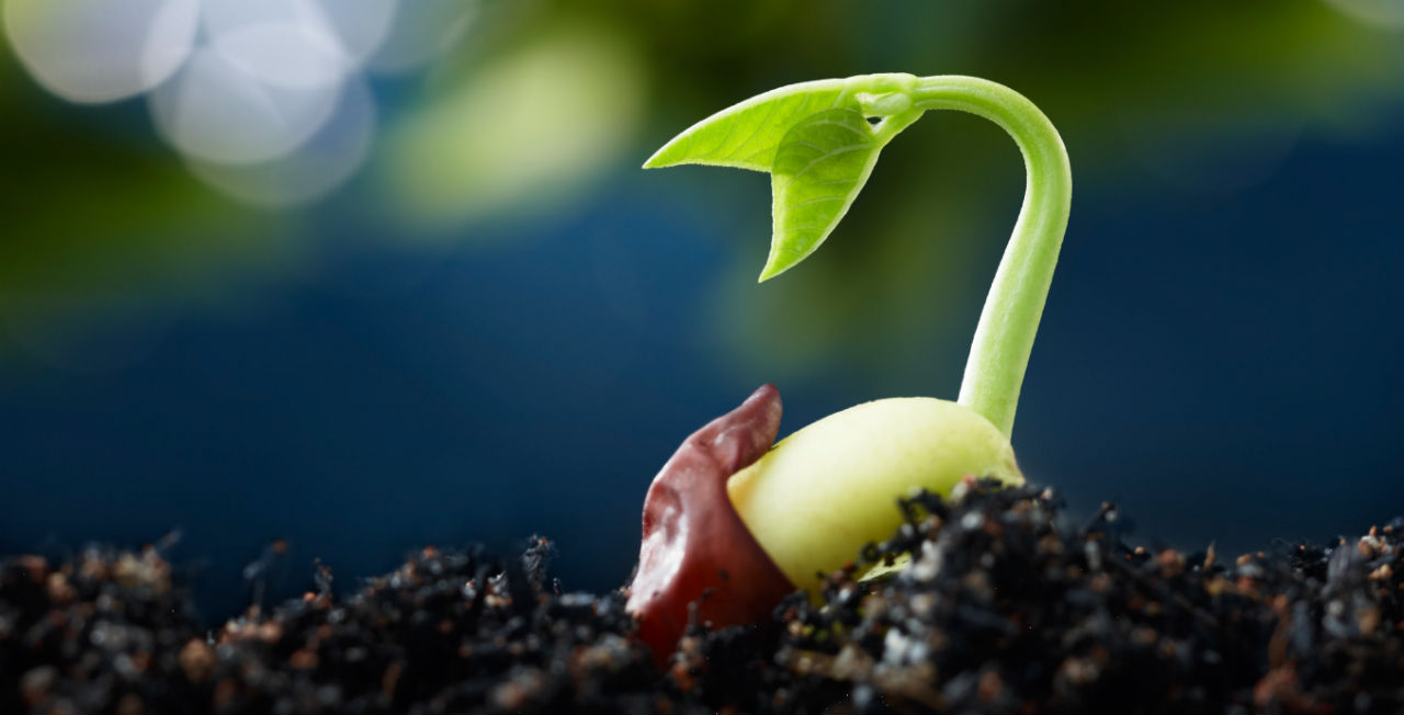 germinating seeds marijuana