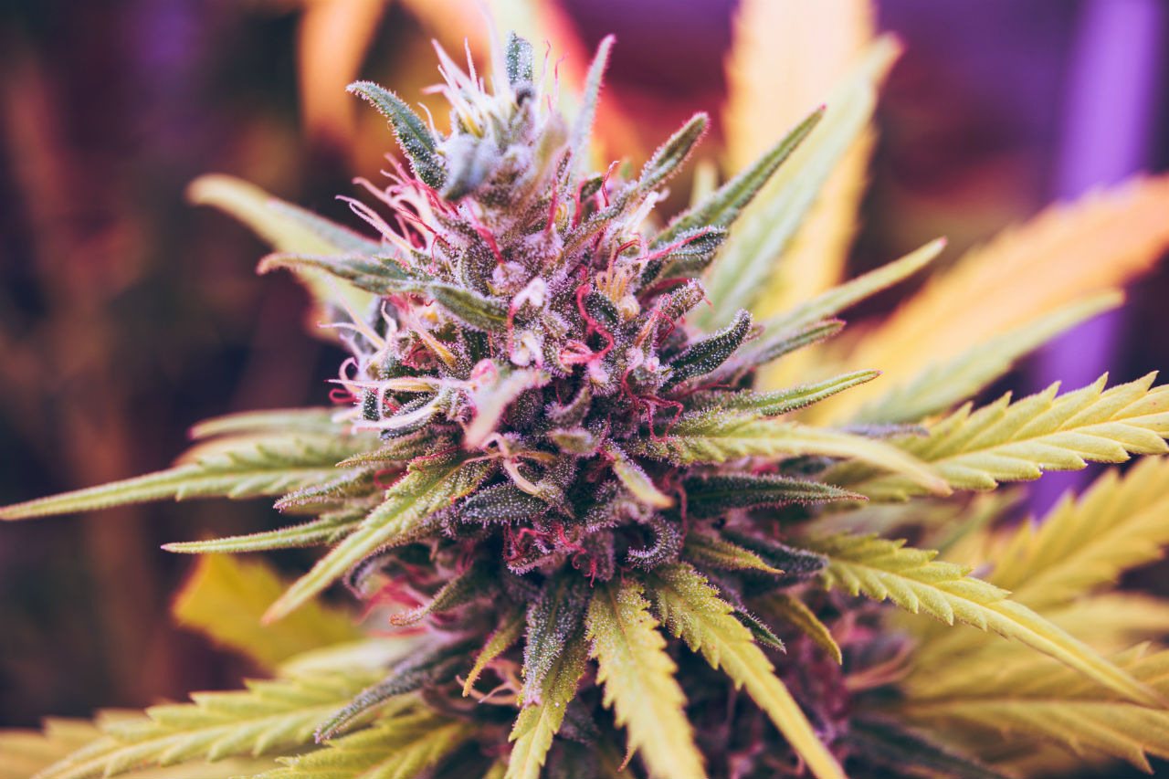 marijuana growth cycle flowering