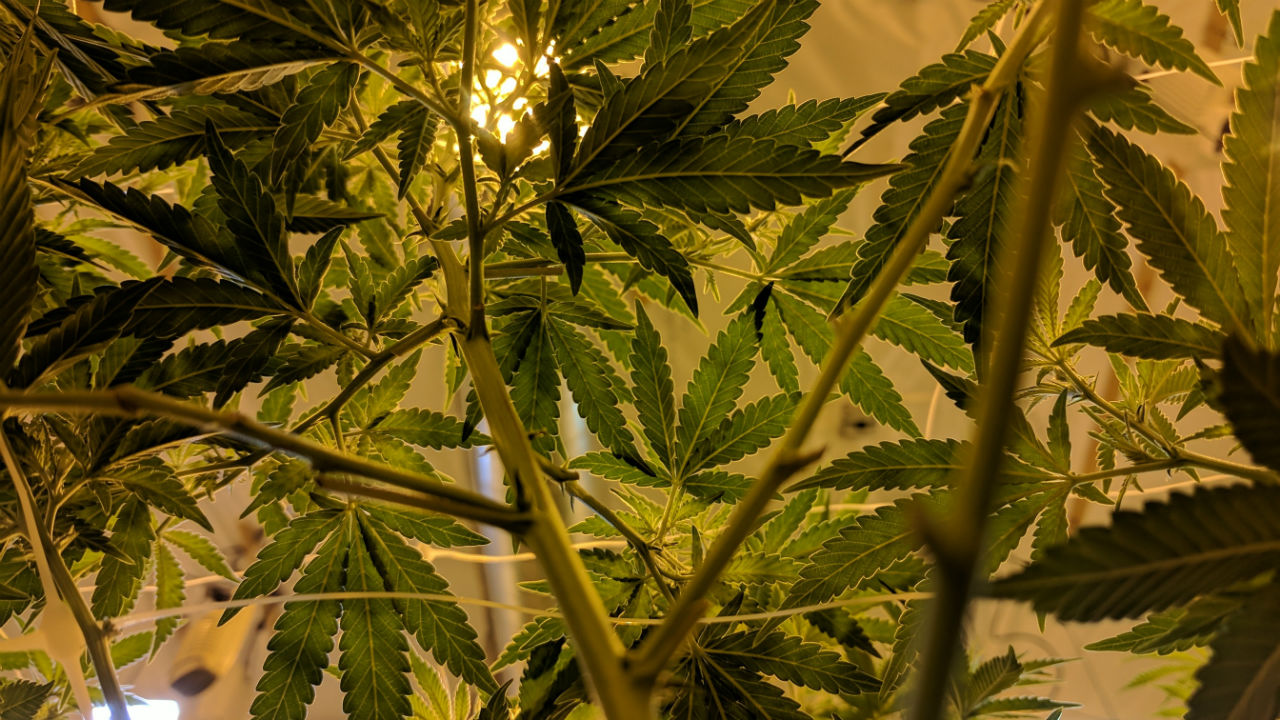 marijuana growth cycle vegetation