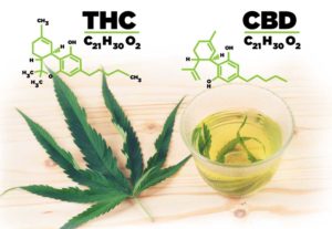 https://cannabistours.com/wp-content/uploads/2019/06/difference-thc-vs-cbd-hemp-1024-300x207.jpg