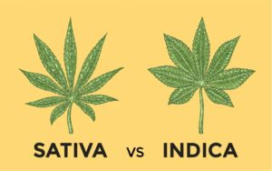 https://cannabistours.com/wp-content/uploads/2019/09/indica-vs-sativa-300x188.jpg