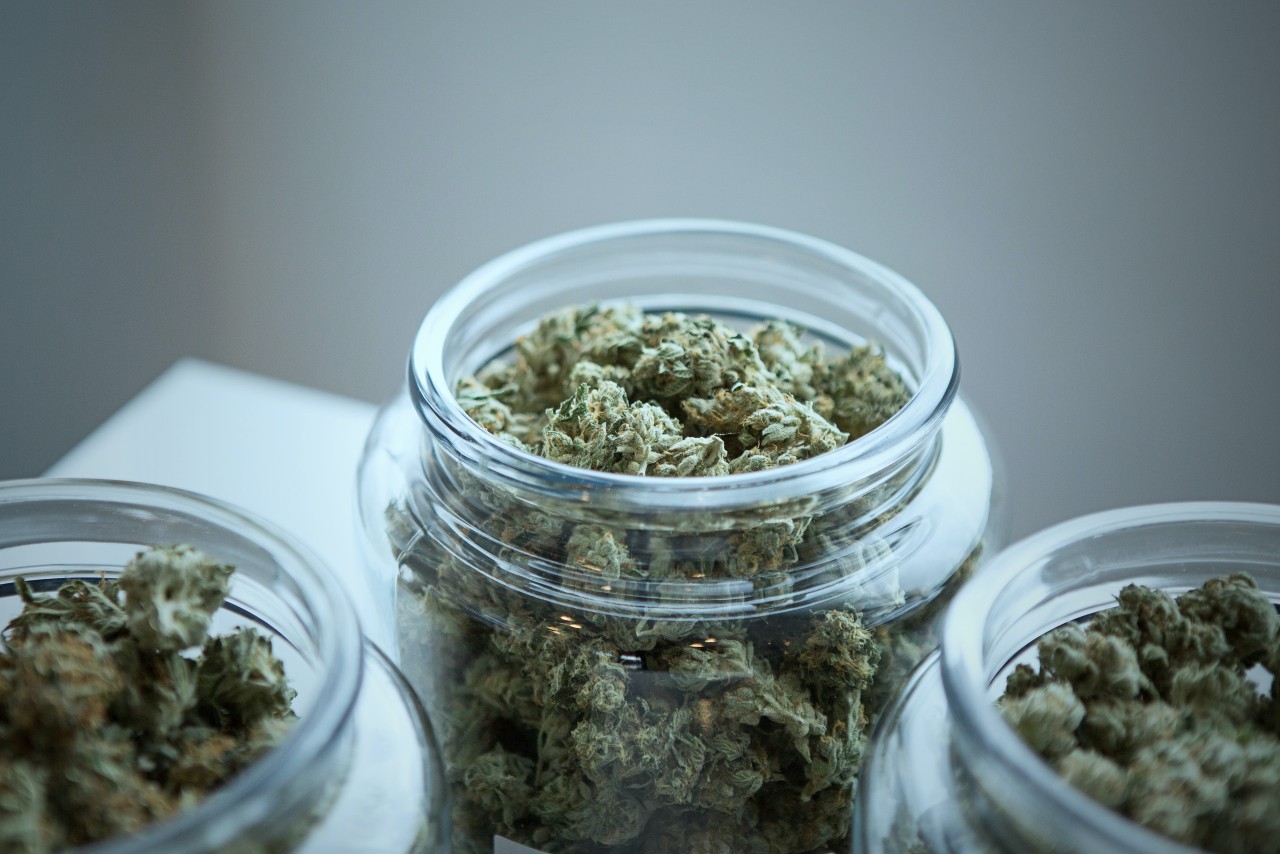Learn How to Harvest, Dry and Cure Cannabis: The Right Way