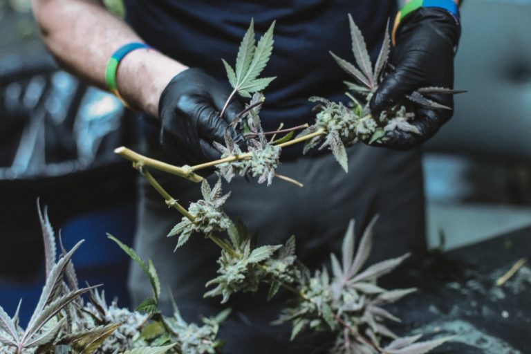 Learn How to Harvest, Dry and Cure Cannabis The Right Way
