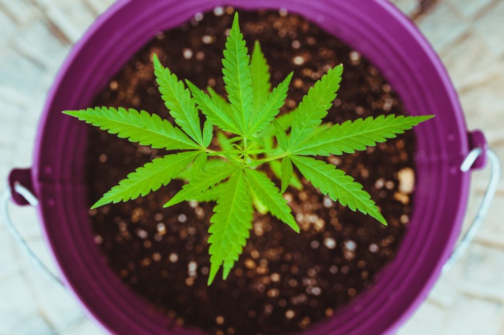 a new cannabis clone planted